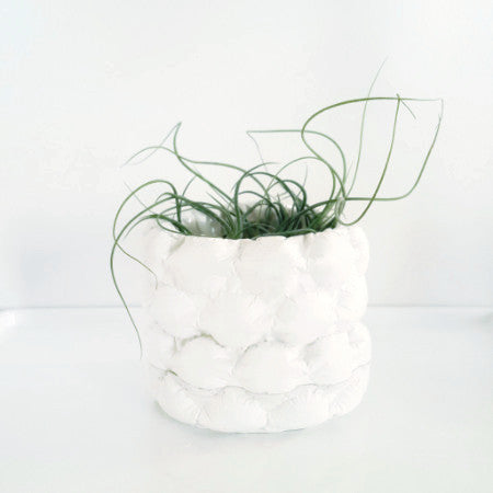 A mini white plaster planter cast of large bubble wrap houses several air plants.