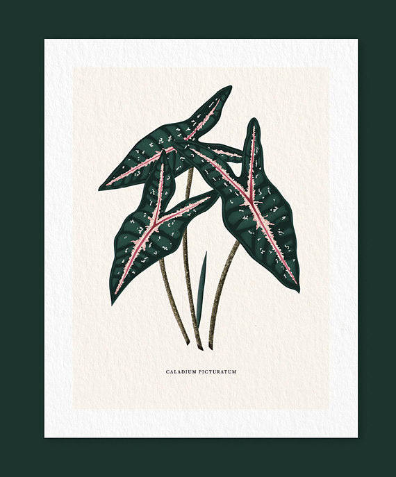 Linda Gao: Plant Prints