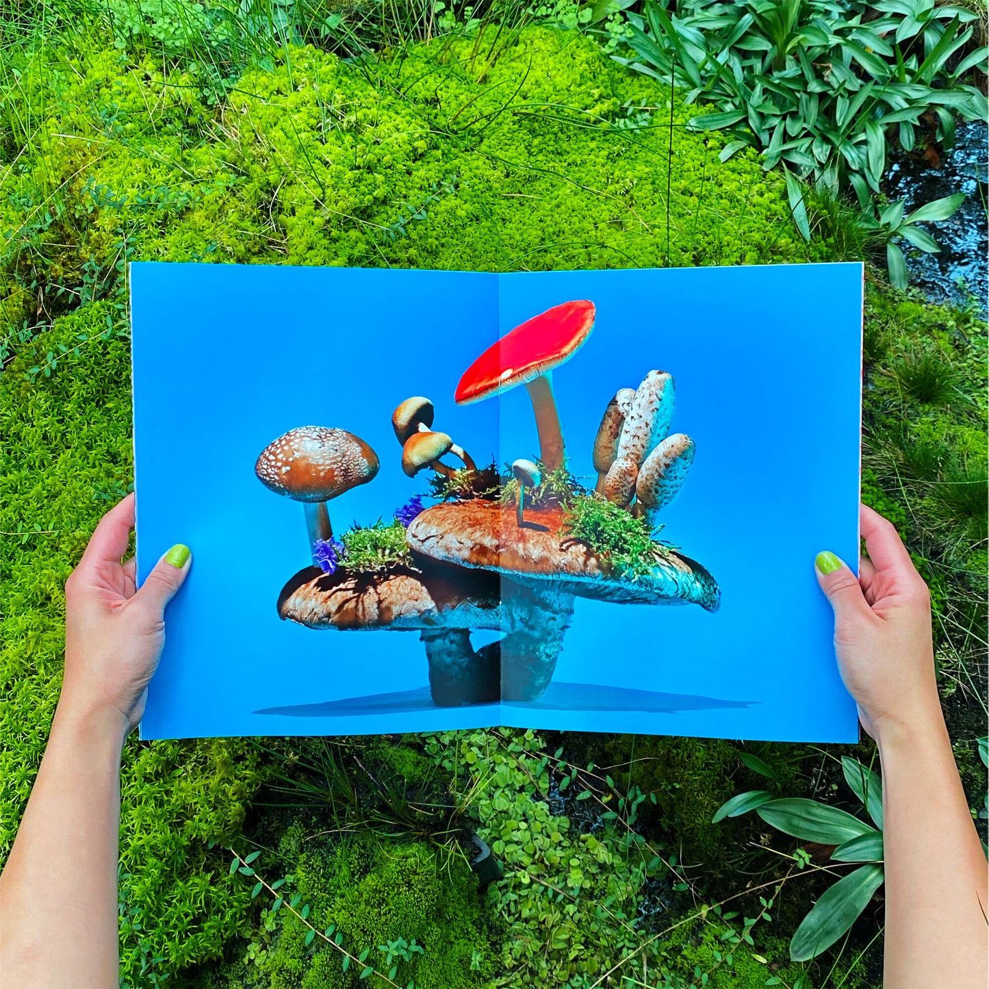 Phyllis Ma: Mushroom & Friends Zines