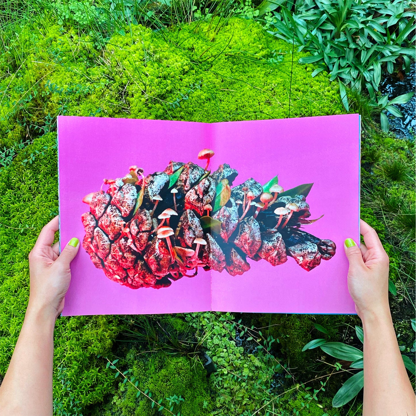Phyllis Ma: Mushroom & Friends Zines