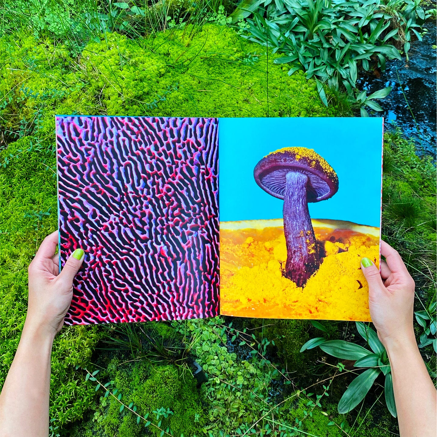 Phyllis Ma: Mushroom & Friends Zines