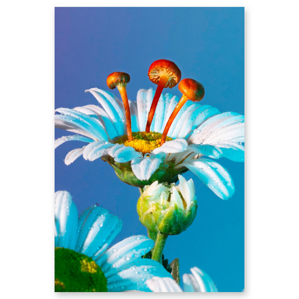 Phyllis Ma: Postcards